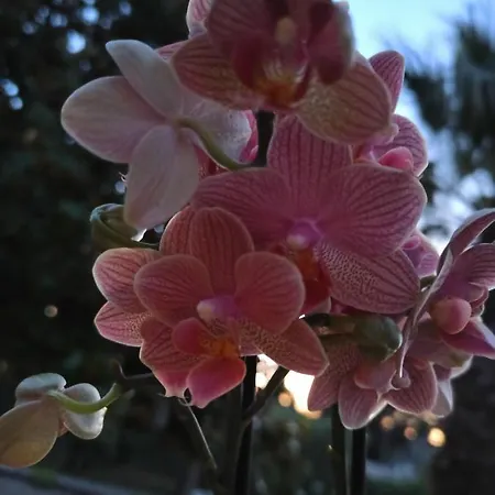 Su Monte Abele Villa Selva Di Fasano